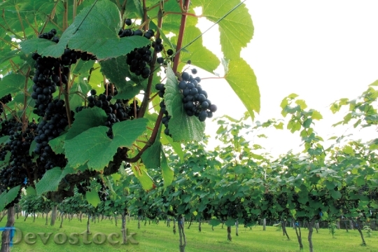 Devostock Grape Vineyard Hokkaido