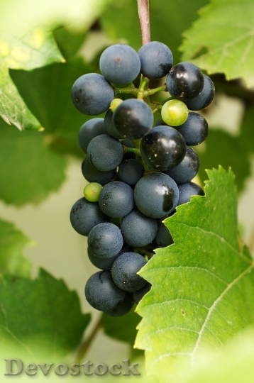 Devostock Grape Wine Blue Fruit