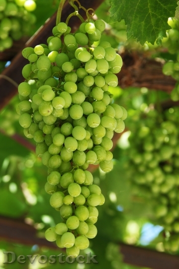Devostock Grapes Agriculture Cluster Food