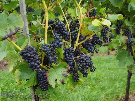 Devostock Grapes Berries Wine Berries 1