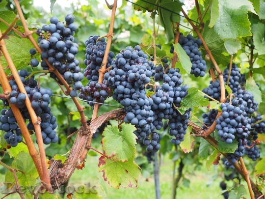 Devostock Grapes Berries Wine Berries 2