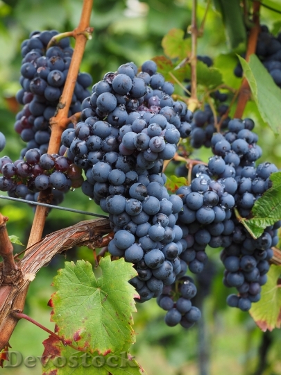 Devostock Grapes Berries Wine Berries 3