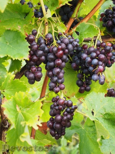 Devostock Grapes Berries Wine Berries 4
