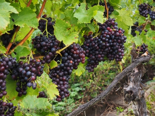 Devostock Grapes Berries Wine Berries 5