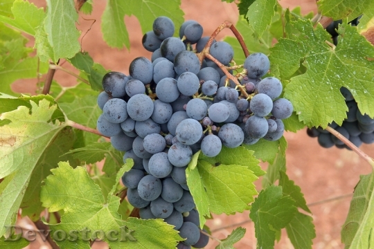 Devostock Grapes Black Fruit Vineyard 0