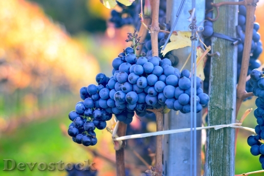 Devostock Grapes Blue Viticulture Wine
