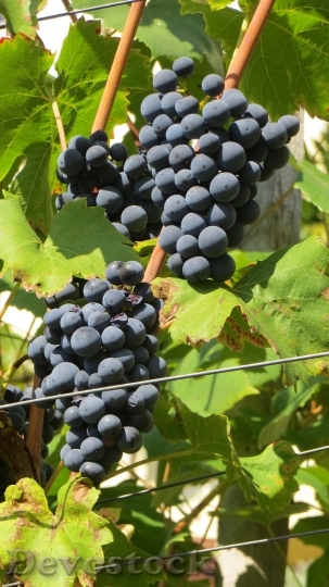 Devostock Grapes Blue Wine Food 0
