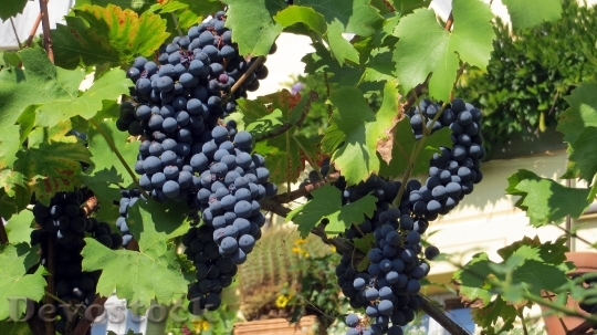 Devostock Grapes Blue Wine Food 1