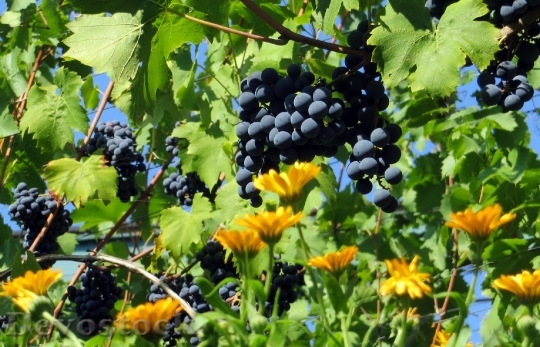Devostock Grapes Blue Wine Food 2