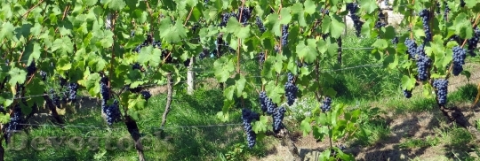 Devostock Grapes Blue Wine Food