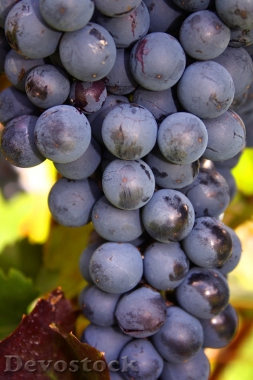 Devostock Grapes Bunch Fruit Vine