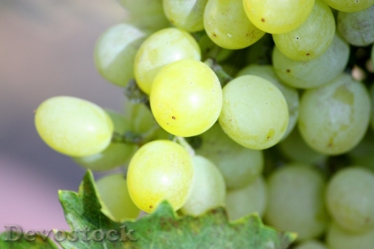 Devostock Grapes Bunch White Fruit