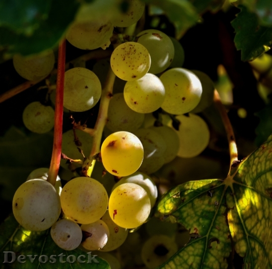Devostock Grapes Cluster Fruit Food