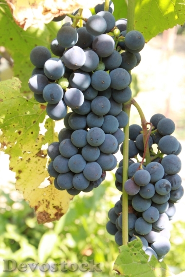 Devostock Grapes Cluster Grapevine Fruit