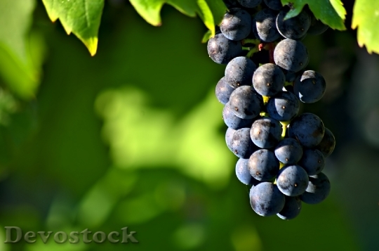 Devostock Grapes Cluster Ripe Harvest 0