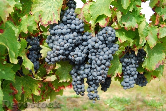 Devostock Grapes France Fruit 702984