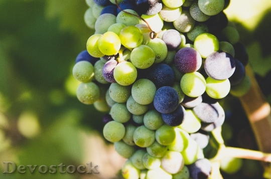 Devostock Grapes Fruit Nature Wine