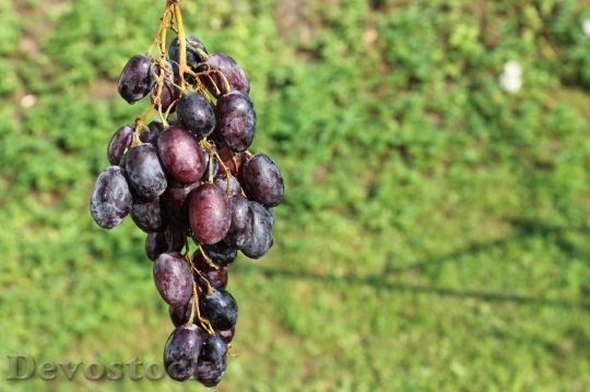 Devostock Grapes Fruit Summer Bunch