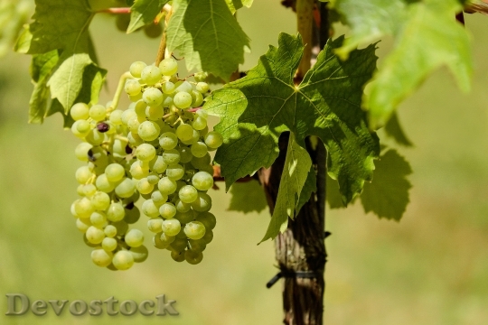 Devostock Grapes Fruit Vine Vines