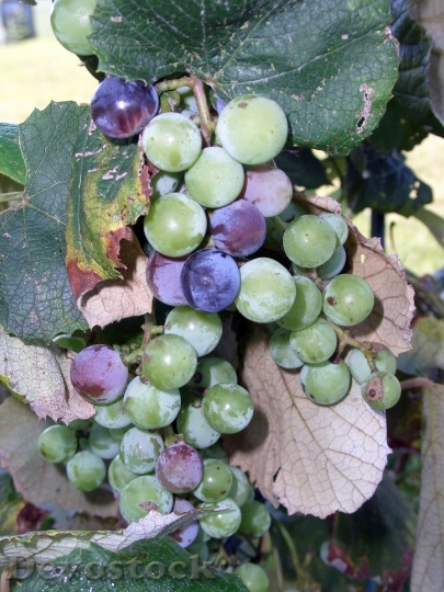 Devostock Grapes Fruit Vine Wine