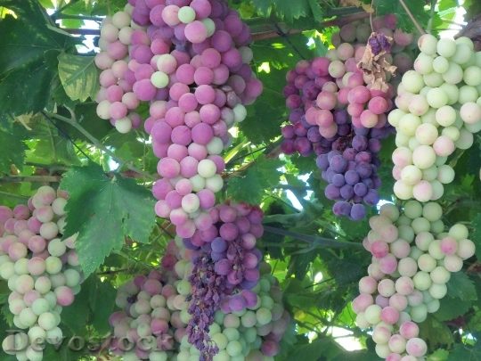 Devostock Grapes Fruit Wine Sweet