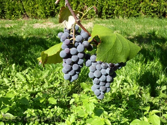 Devostock Grapes Fruit Winegrowing Close