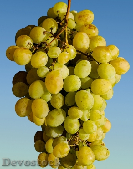 Devostock Grapes Fruit Winegrowing Wine