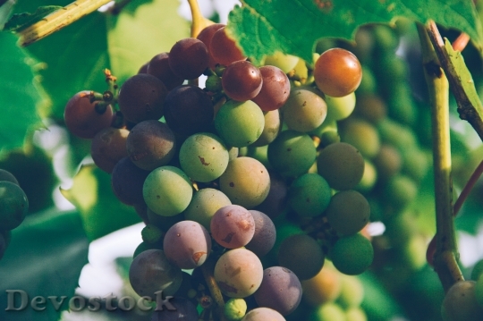 Devostock Grapes Fruits Vines Healthy