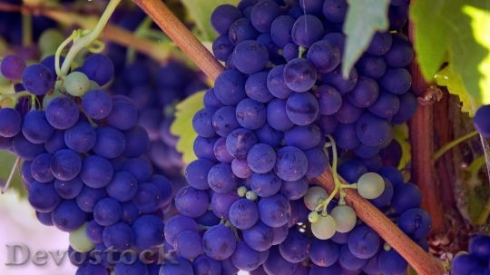 Devostock Grapes Fruits Vines Purple