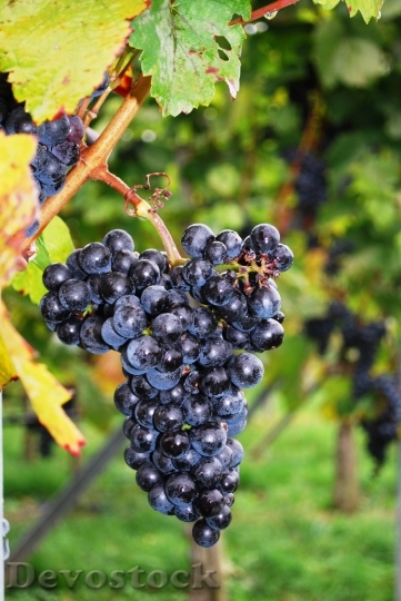 Devostock Grapes Grape Vine Vineyard