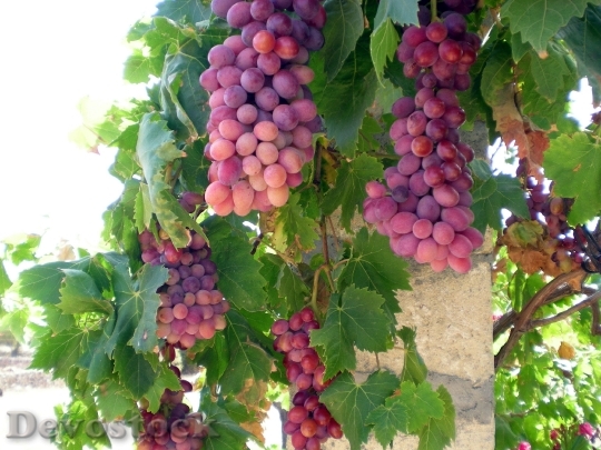 Devostock Grapes Grape Vine Wine