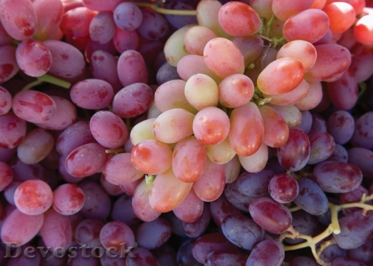 Devostock Grapes Grapevine Agriculture Winery 0