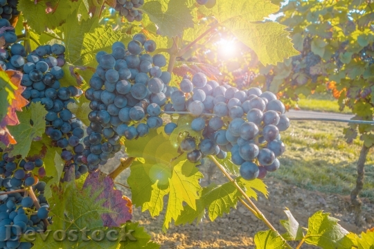 Devostock Grapes Grapevine Fruit Plant