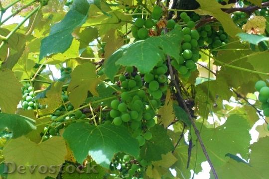 Devostock Grapes Grapevine Green Grape