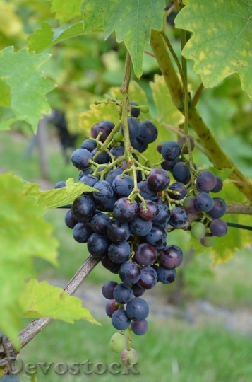 Devostock Grapes Grapevine Wine Blue