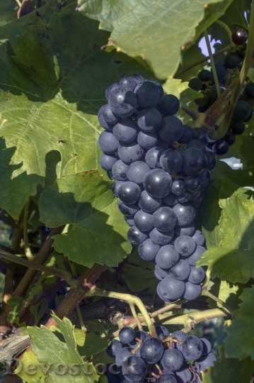 Devostock Grapes Grapevine Wine Vines