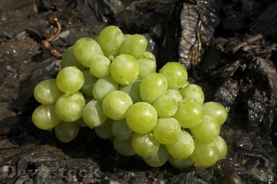 Devostock Grapes Green Fruit Table