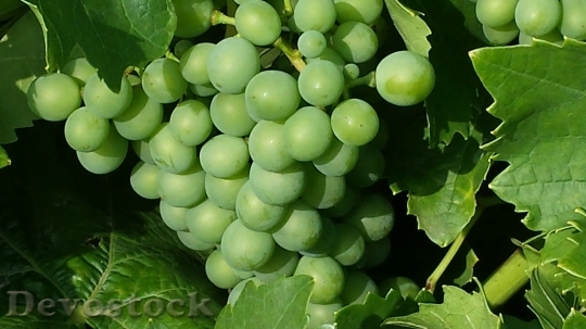 Devostock Grapes Green Fruit Winegrowing