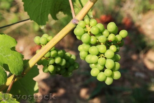 Devostock Grapes Green Grapes Nature 0