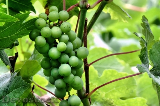 Devostock Grapes Green Immature Fruit