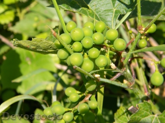 Devostock Grapes Green Loza Bunch
