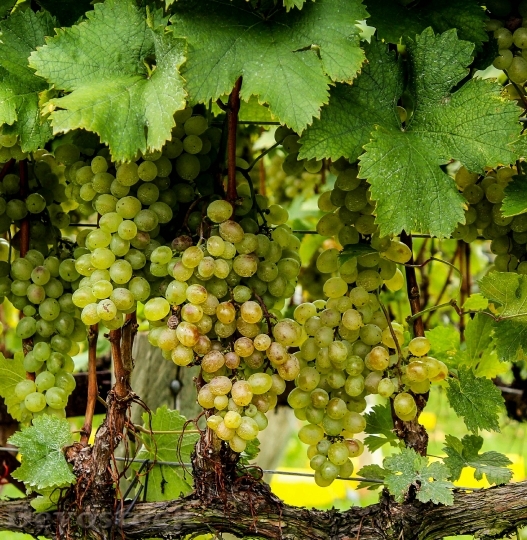 Devostock Grapes Green Vines Plants