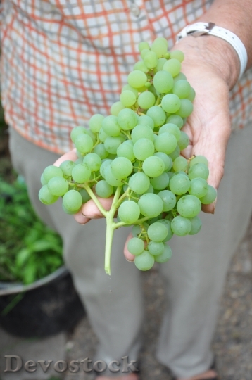 Devostock Grapes Greenhouse Fruit Green
