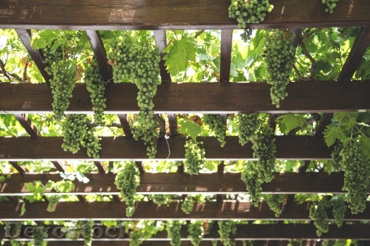 Devostock Grapes Hang Vineyard Green