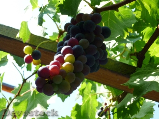 Devostock Grapes Harvest Autumn Wine