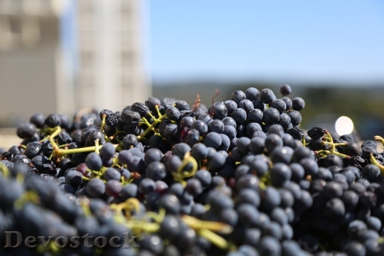 Devostock Grapes Harvest Wine Agriculture