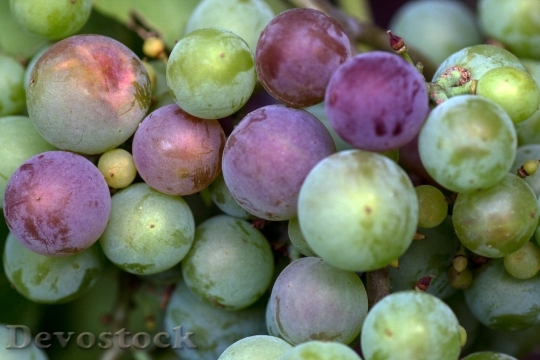Devostock Grapes Macro Immature Fruit