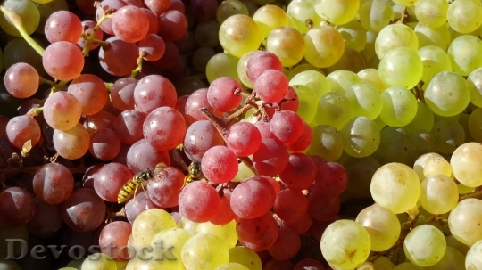 Devostock Grapes Nature Vines Wine