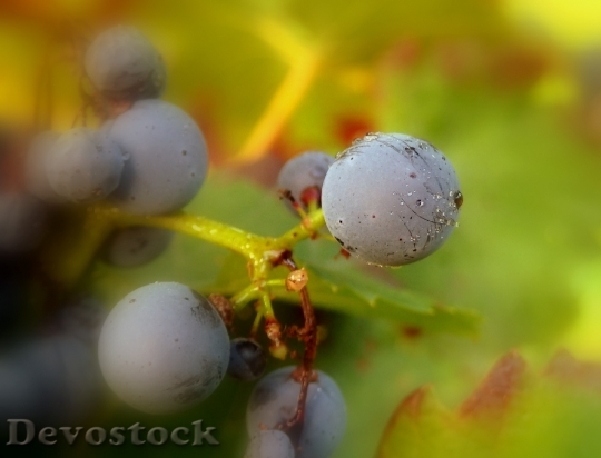 Devostock Grapes Nature Violet Macro