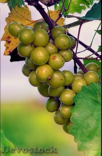 Devostock Grapes Scupernongs Green Orchard